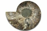 Cut & Polished Ammonite Fossil (Half) - Madagascar #359555-1